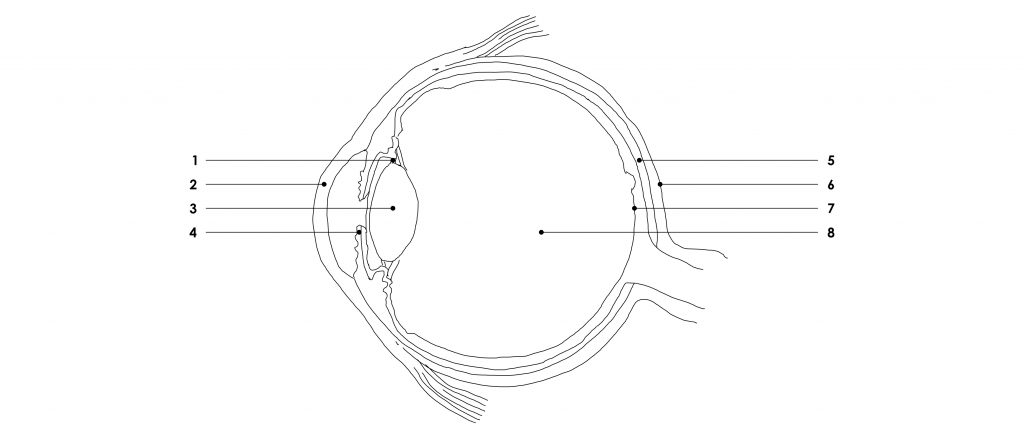 Daylight design I Anatomy of the eye for understanding how the iris closes and opens depending on the brightness of the scene